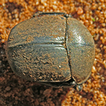 Kheper species